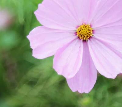 2ème Marché aux plantes « Aux Noms de la Rose »