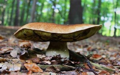 Les champignons et le brame du cerf