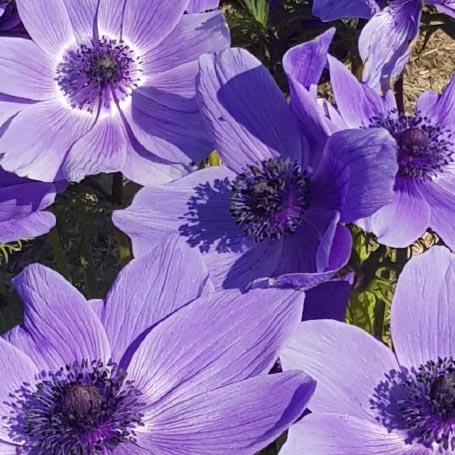 4ième Marché aux plantes « Art et Gastronomie »