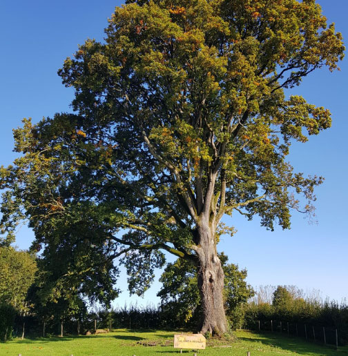 5ième Marché aux plantes « L’Arbre en fête »