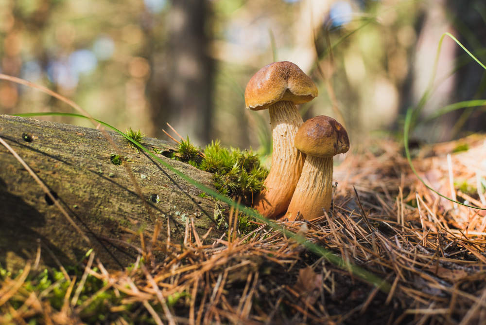 Cueillettes de champignons – Octobre – novembre 2024